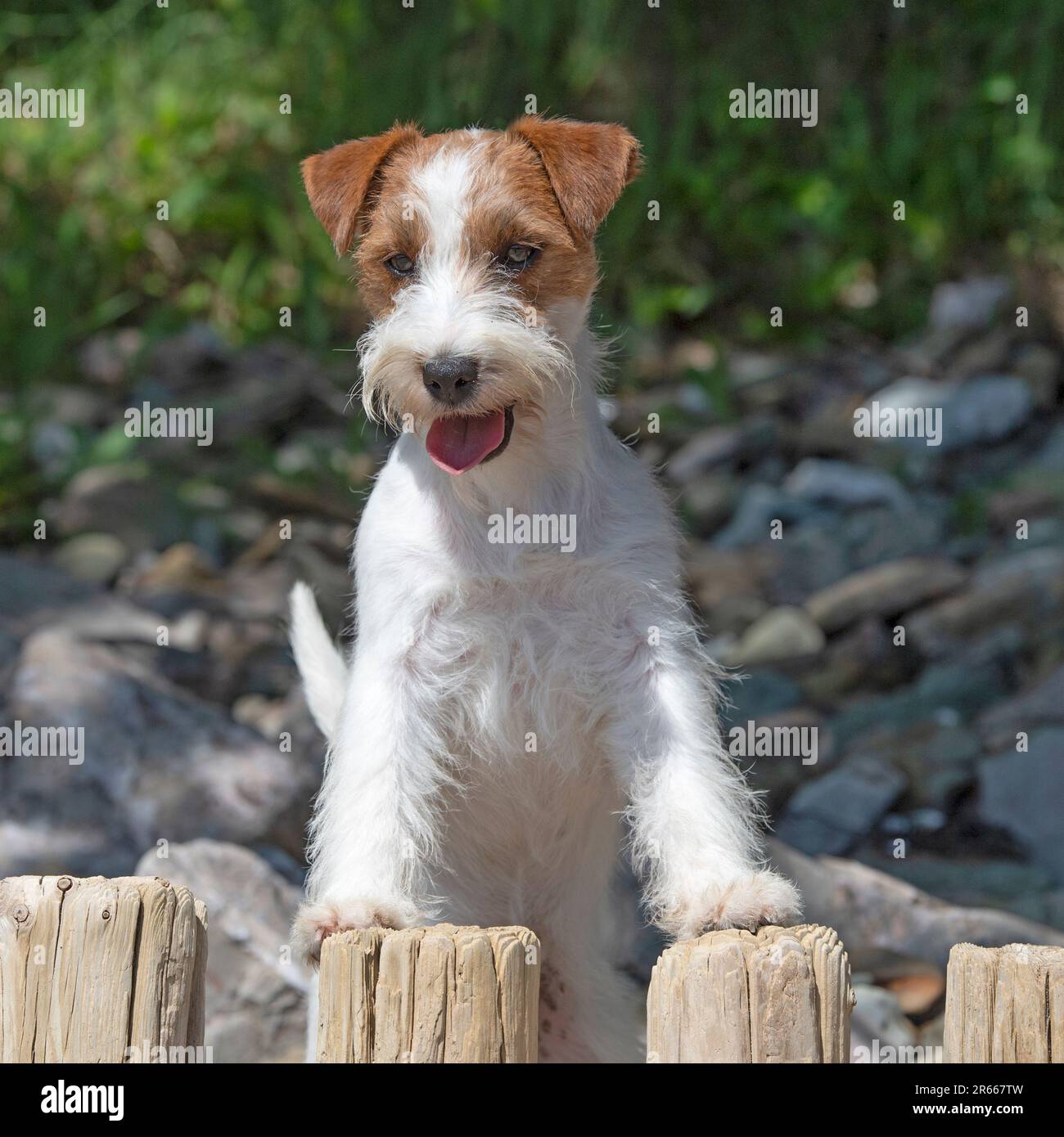 jack rusell terrier Foto Stock