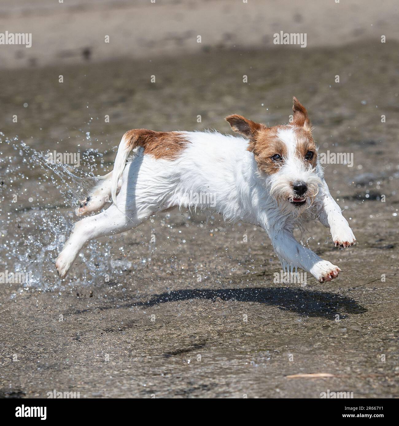 jack rusell terrier che corre e guarda la fotocamera Foto Stock