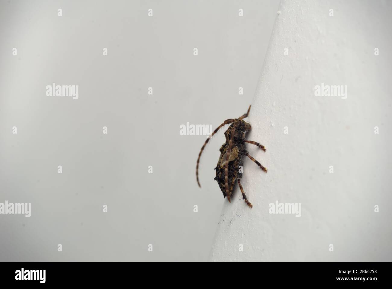 Singolo scarabeo di Longhorn (Pogonocherus hispidus) su un muro, macro fotografia, insetti, scarabei, biodiversità, natura Foto Stock