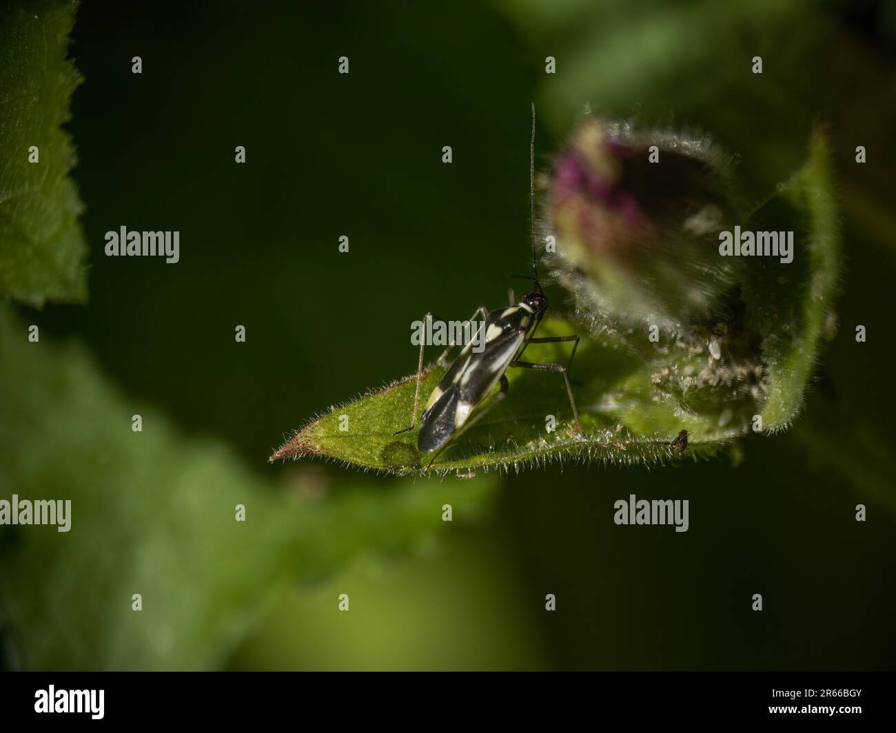 Mirid Bug aka Grypocoris stisi. Foto Stock