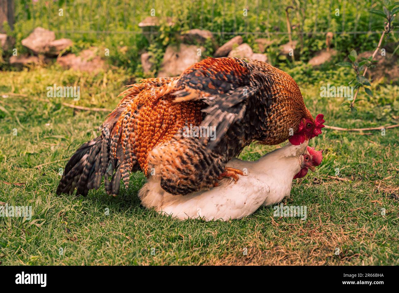 Due polli impegnati in un altercatione fisico, adagiati sullo sfondo di lussureggianti prati verdi e terreni rocciosi Foto Stock