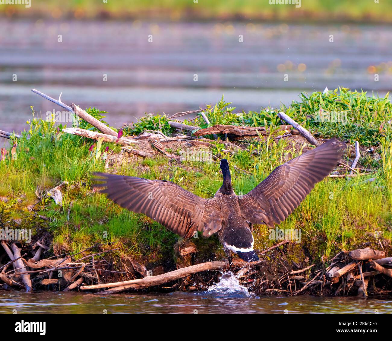 Canada Geese arrampicata su un castoro Lodge con ali sparse di ritorno al nido per un luogo sicuro per incubare le sue uova e godere del suo ambiente. Foto Stock