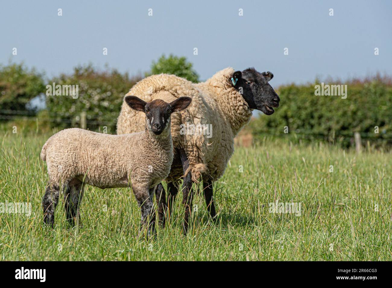 mule x pecore e agnelli suffolk Foto Stock