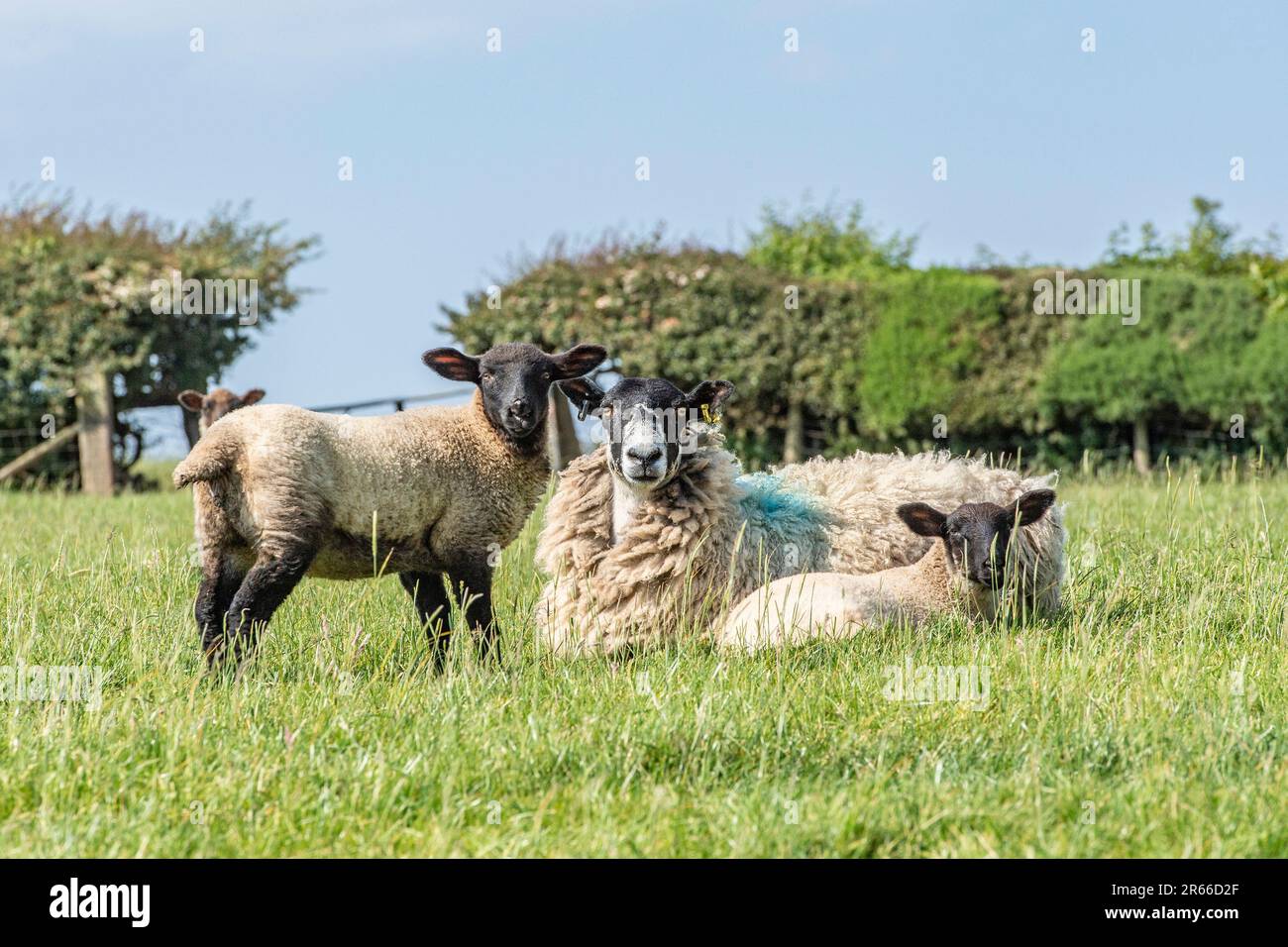 tipica muffa x pecore suffolk e agnelli Foto Stock