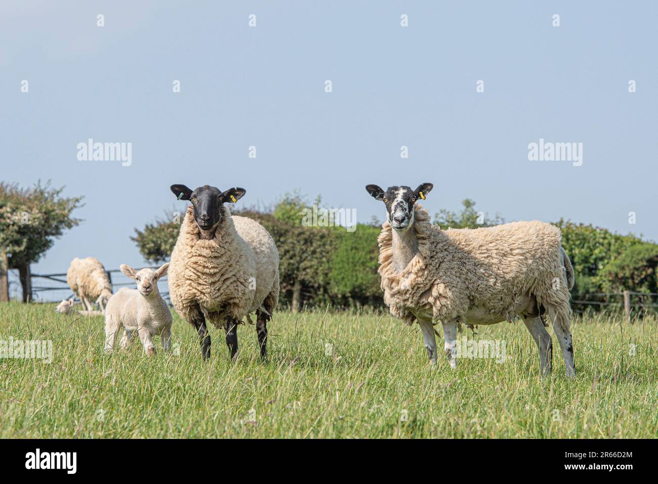 tipica muffa x pecore suffolk e agnelli Foto Stock