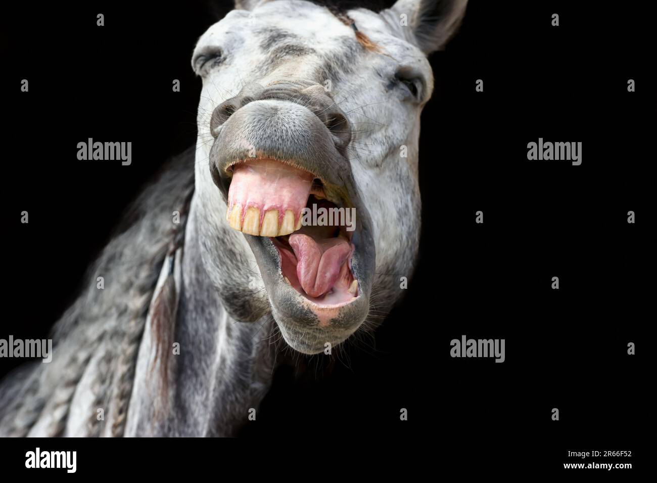 Un cavallo bianco sembra essere laughing su Uno sfondo nero Foto Stock