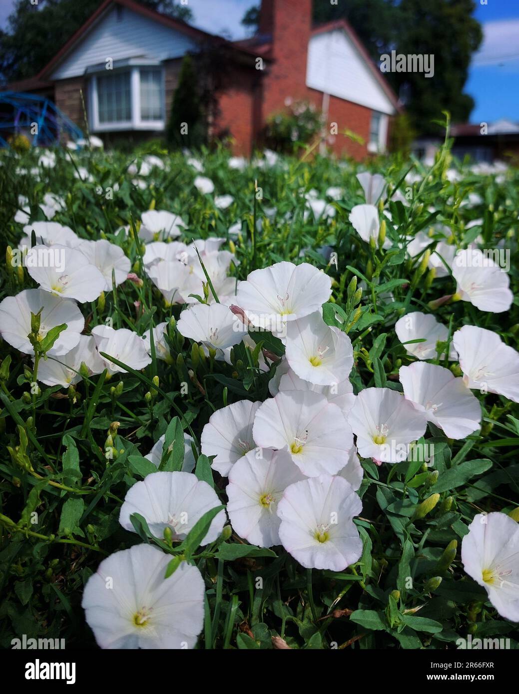 Il campo bianco fior di fiori nel giardino Foto Stock