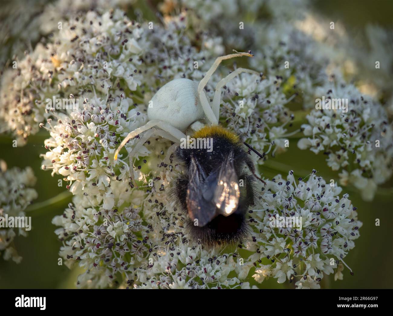 Ragno di granchio bianco con preda d'api. Foto Stock