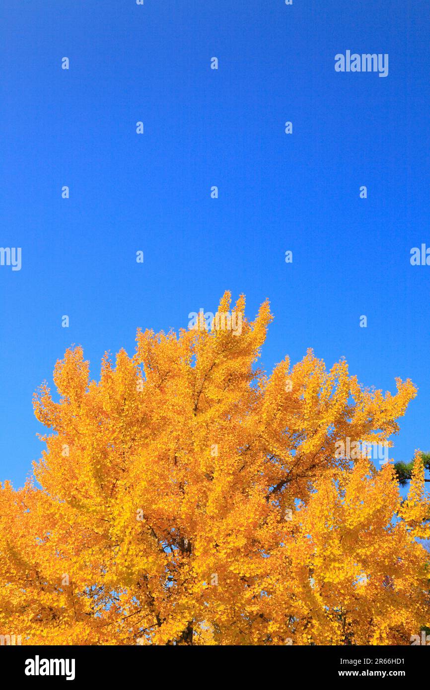 Giallo di foglie di ginkgo Foto Stock