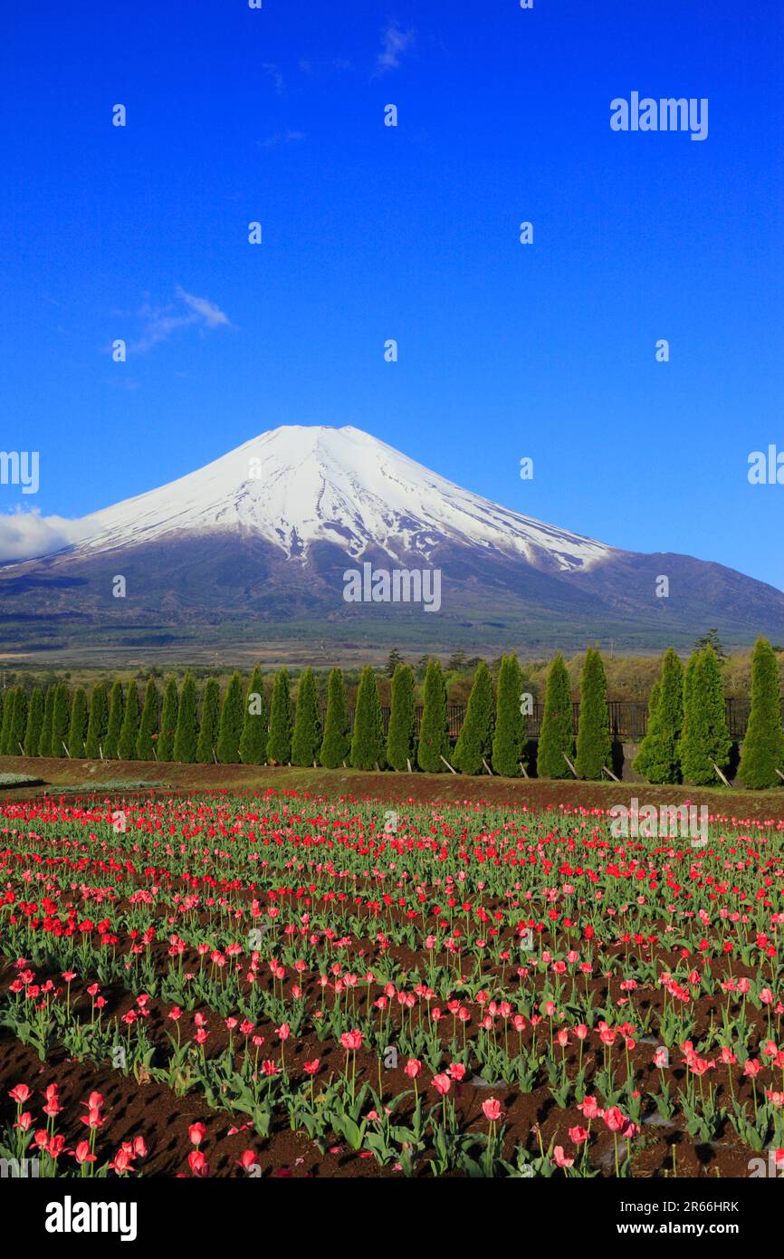 Campi di tulipani nel Parco Hananomiyako e sul Monte Fuji Foto Stock