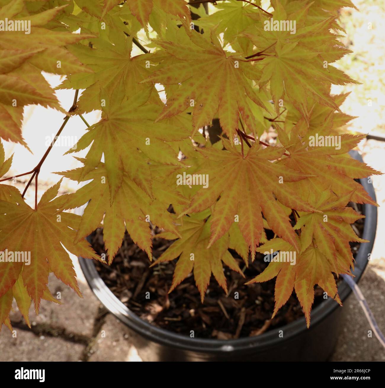 Primo piano delle foglie rosse e gialle di un acero giapponese, Acer shirasawanum in una pentola Foto Stock