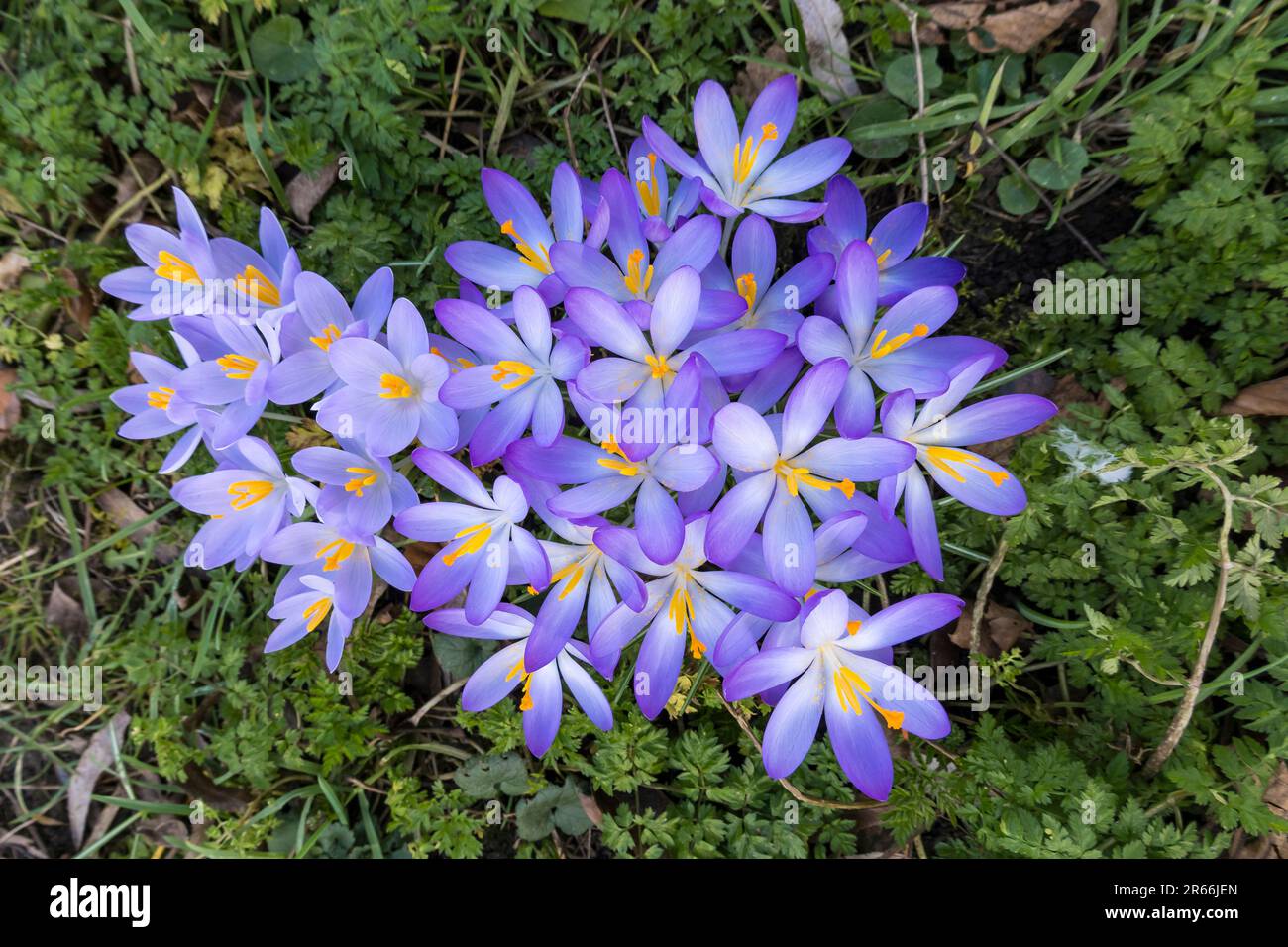 Crocus olandese in fiore Foto Stock