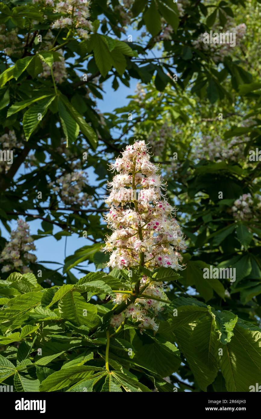 Panicola di fiori di castagno Foto Stock