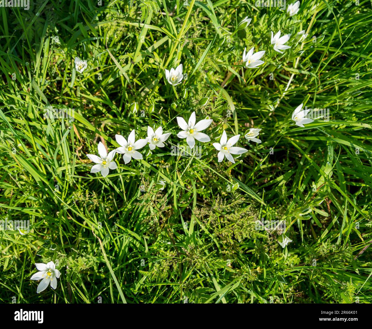 Stella di Betlemme fiori bianchi selvatici in riva al viadotto rurale Foto Stock
