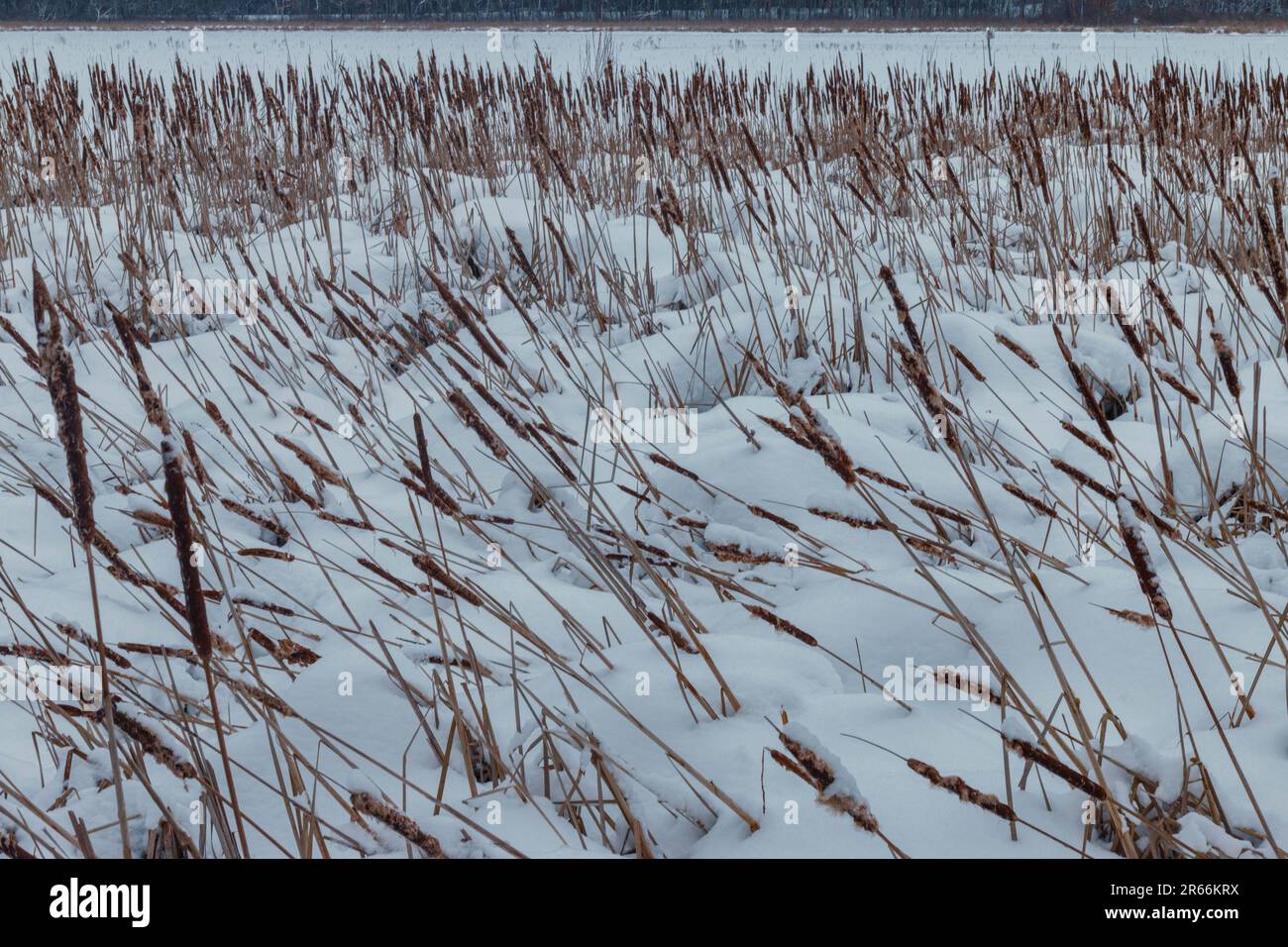 Percorsi nella riserva naturale Great Meadows in inverno, Concord, Massachusetts Foto Stock