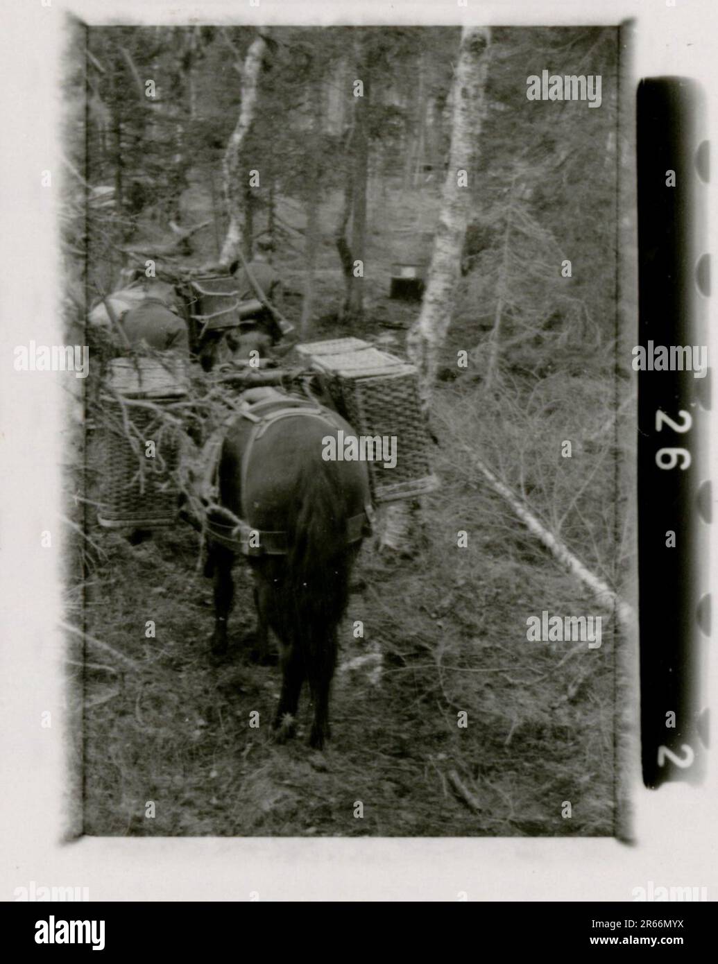 SS Photographer Blaurock, France, Finland 1942-44 SS Soldier ritratto foto, scuttling della flotta francese a Tolone nel novembre 1942, catturato russo anti-aereo pistola, Gebirgsjäger Regiment 11 'Reinhard Heydrich' in campo di formazione, attività quotidiane e ricreative, sfilata, attività, unità di artiglieria pesante Foto Stock