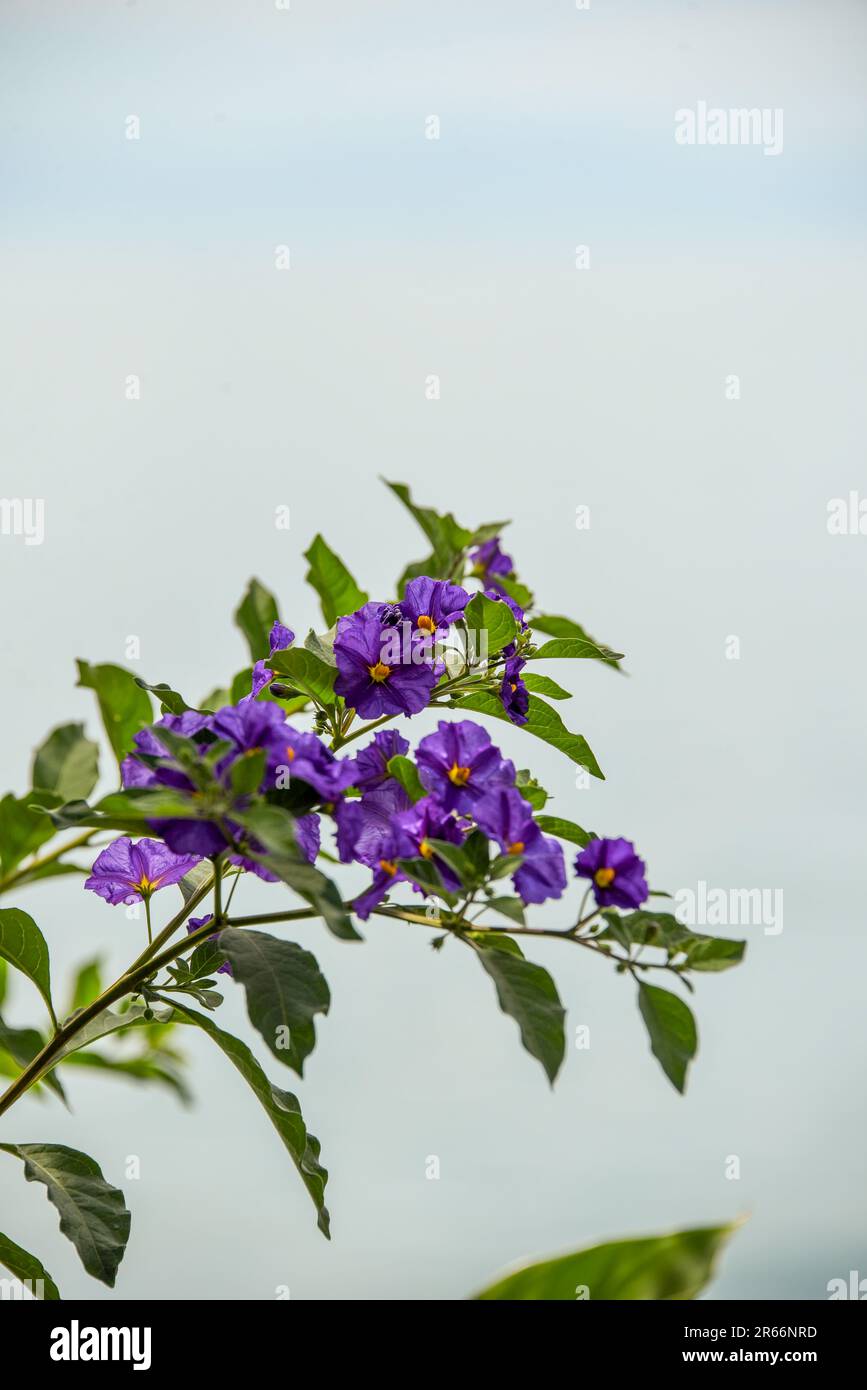 Un fiore viola vicino al lago di Ginevra Foto Stock