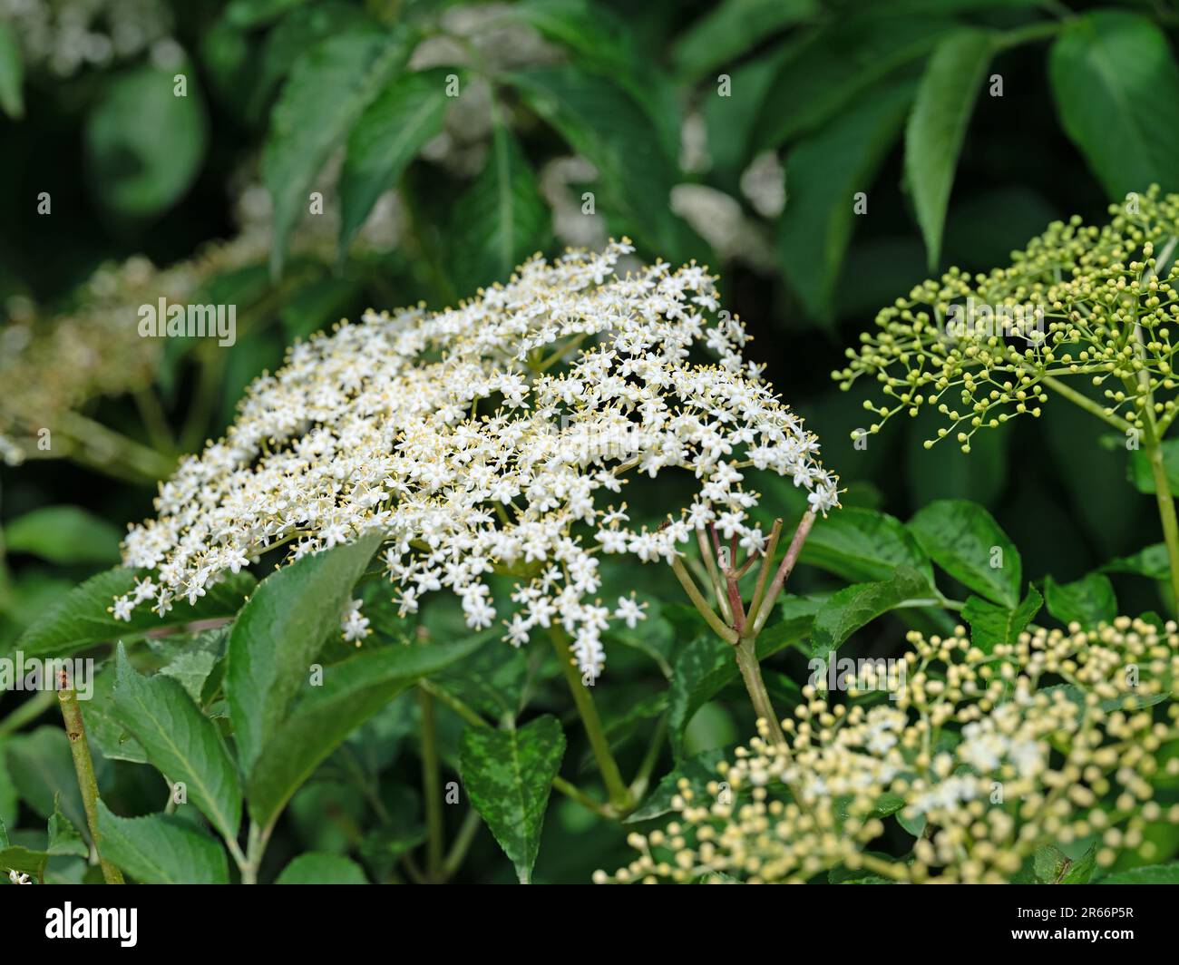 Fioritura del sambuco all'inizio dell'estate Foto Stock