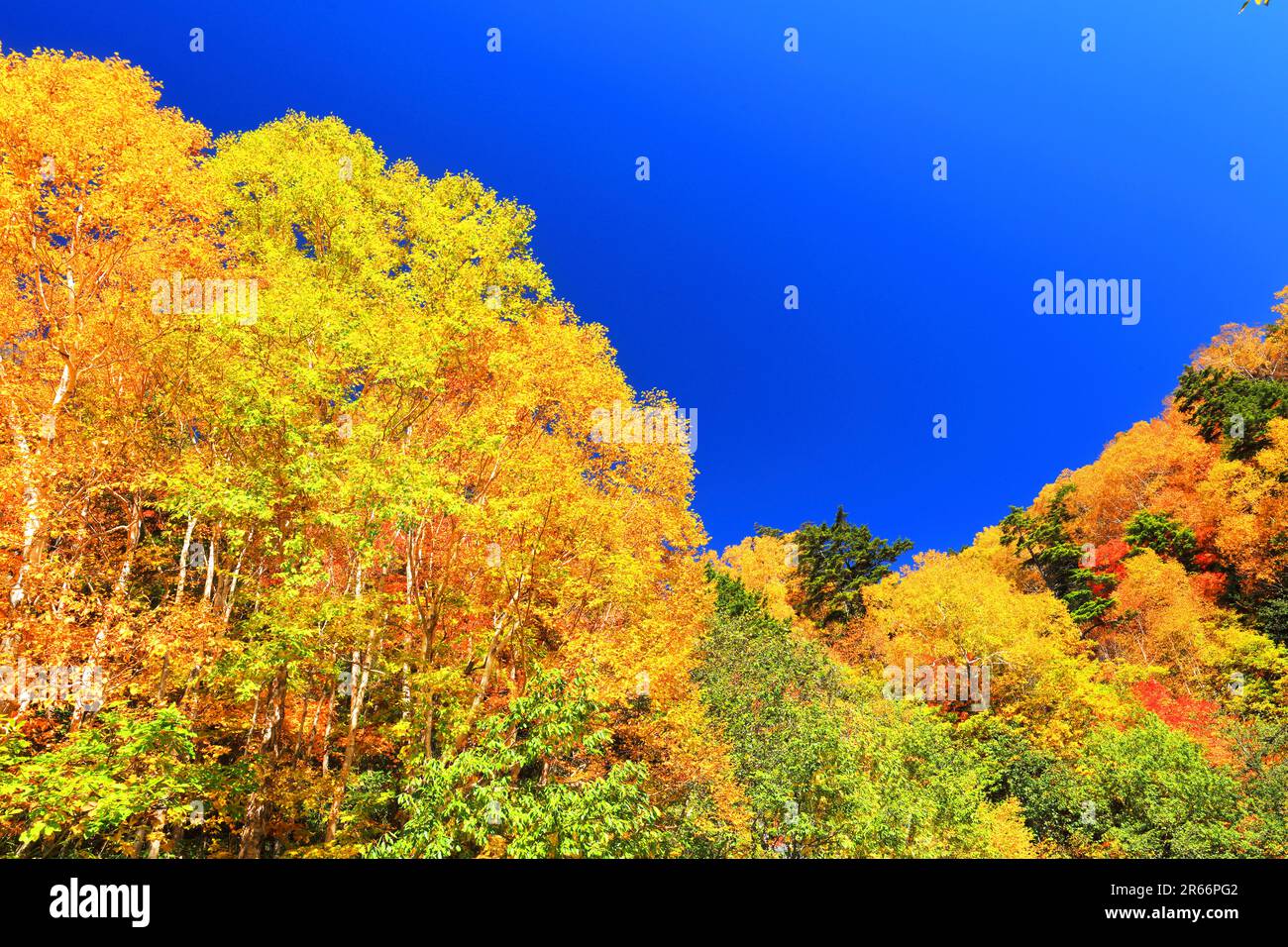 Foglie autunnali e cielo autunnale Foto Stock
