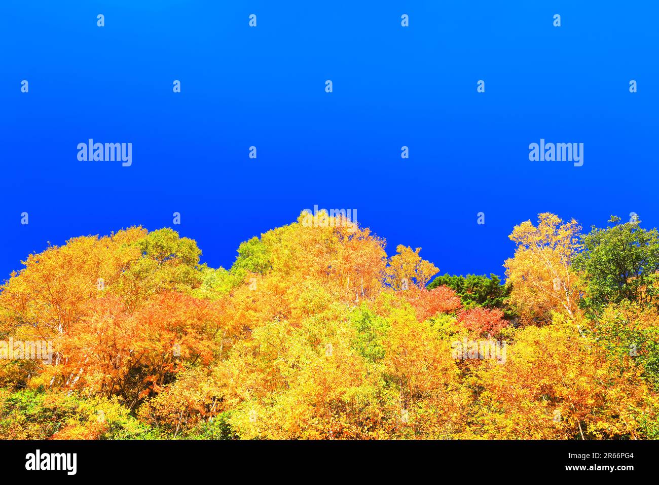 Foglie autunnali e cielo autunnale Foto Stock