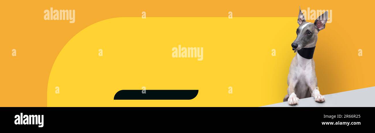 banner 4x1 per web design, social network e tipografia. Bel cane nobile della razza Whippet. Grande sfondo giallo. Foto Stock