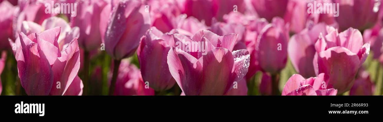 Banner 4x1 per siti Web, social network. Tulipani magenta in un letto di fiori in luce brillante riempiono l'intera cornice Foto Stock