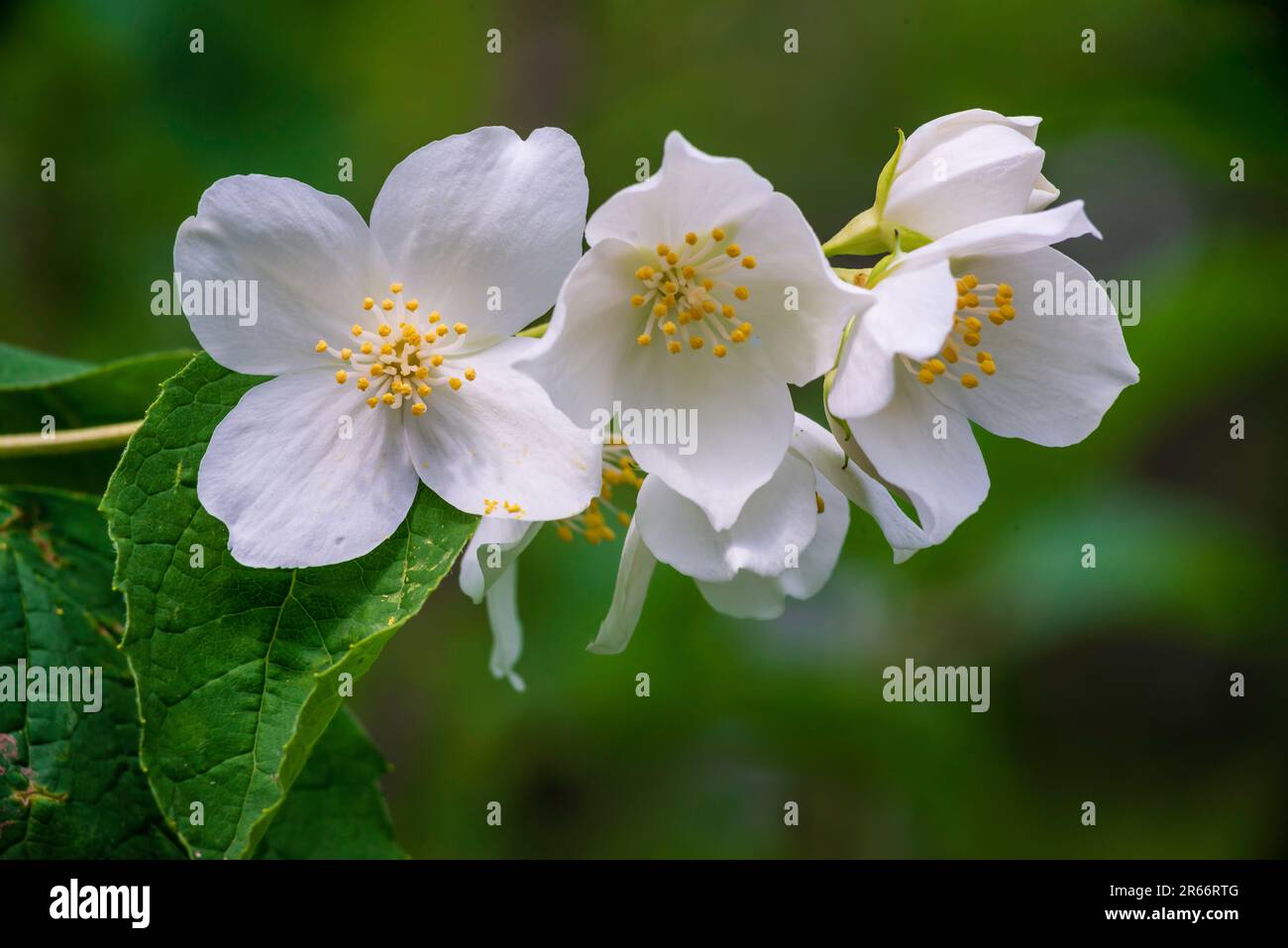 Fiore di Jasmine, fuoco selettivo primo piano fiori bianchi in un giardino PIANTA bello fresco estate sera cespuglio SPAZIO COPIA Foto Stock