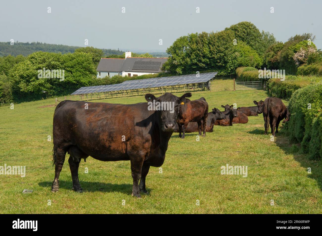angus mucche e vitelli con pannelli solari dietro Foto Stock