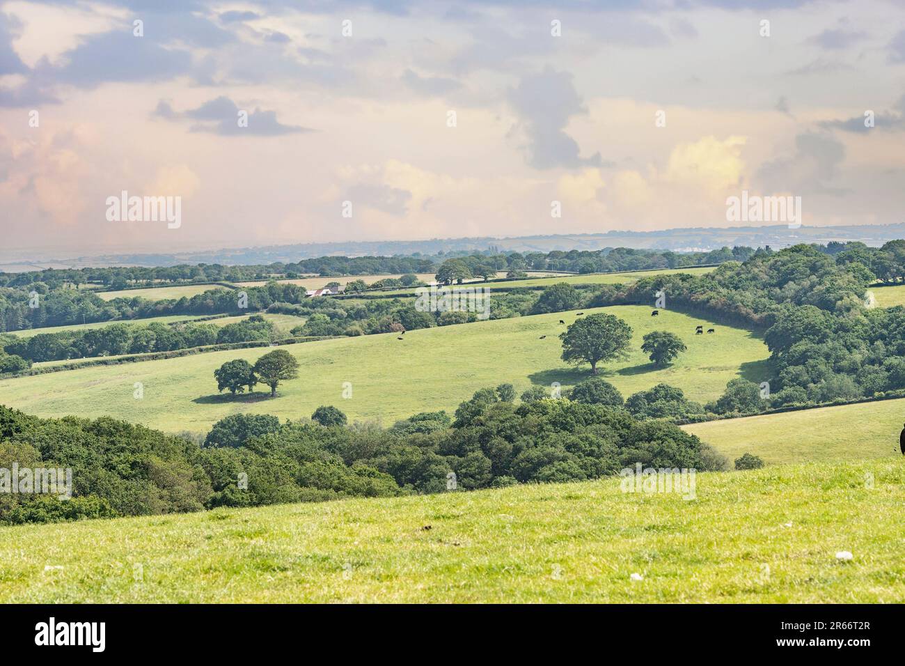 Pascoli rotolanti in Devon Foto Stock