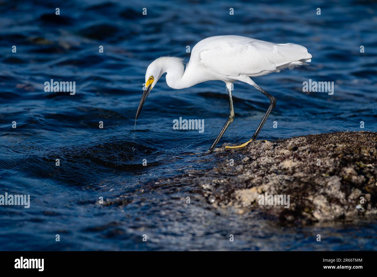 Un grande profilo di Egret Bianco in piedi sulla Seashore Caccia per il pesce Foto Stock