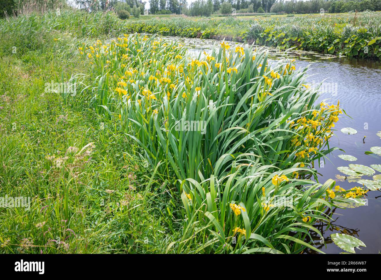 Fiori di Iris gialli lungo il lungomare nel paesaggio olandese dei polder Foto Stock