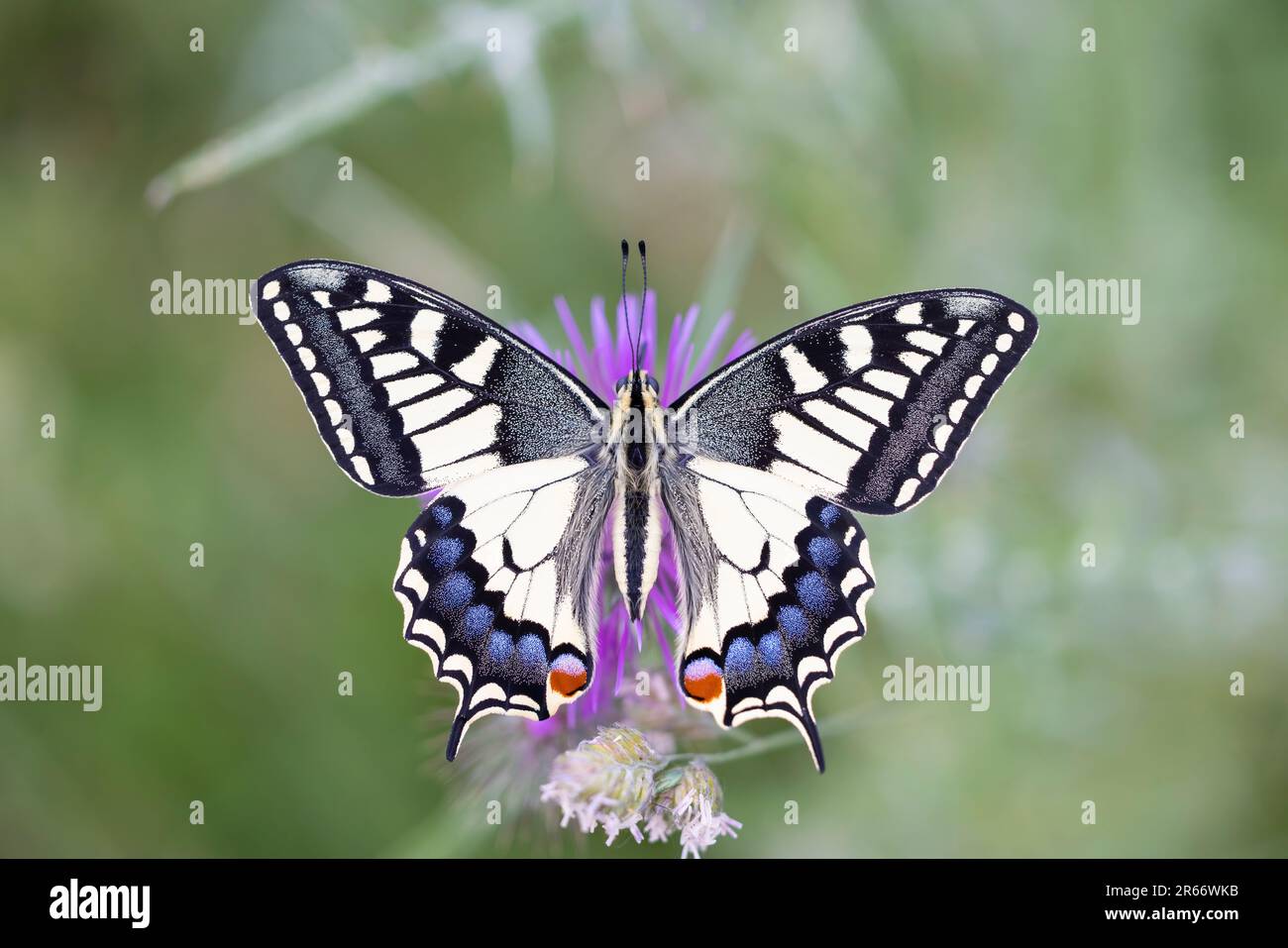 Un incontro con la natura: L'incredibile coda di rondine (Papilio machaon) nel suo habitat. Foto Stock