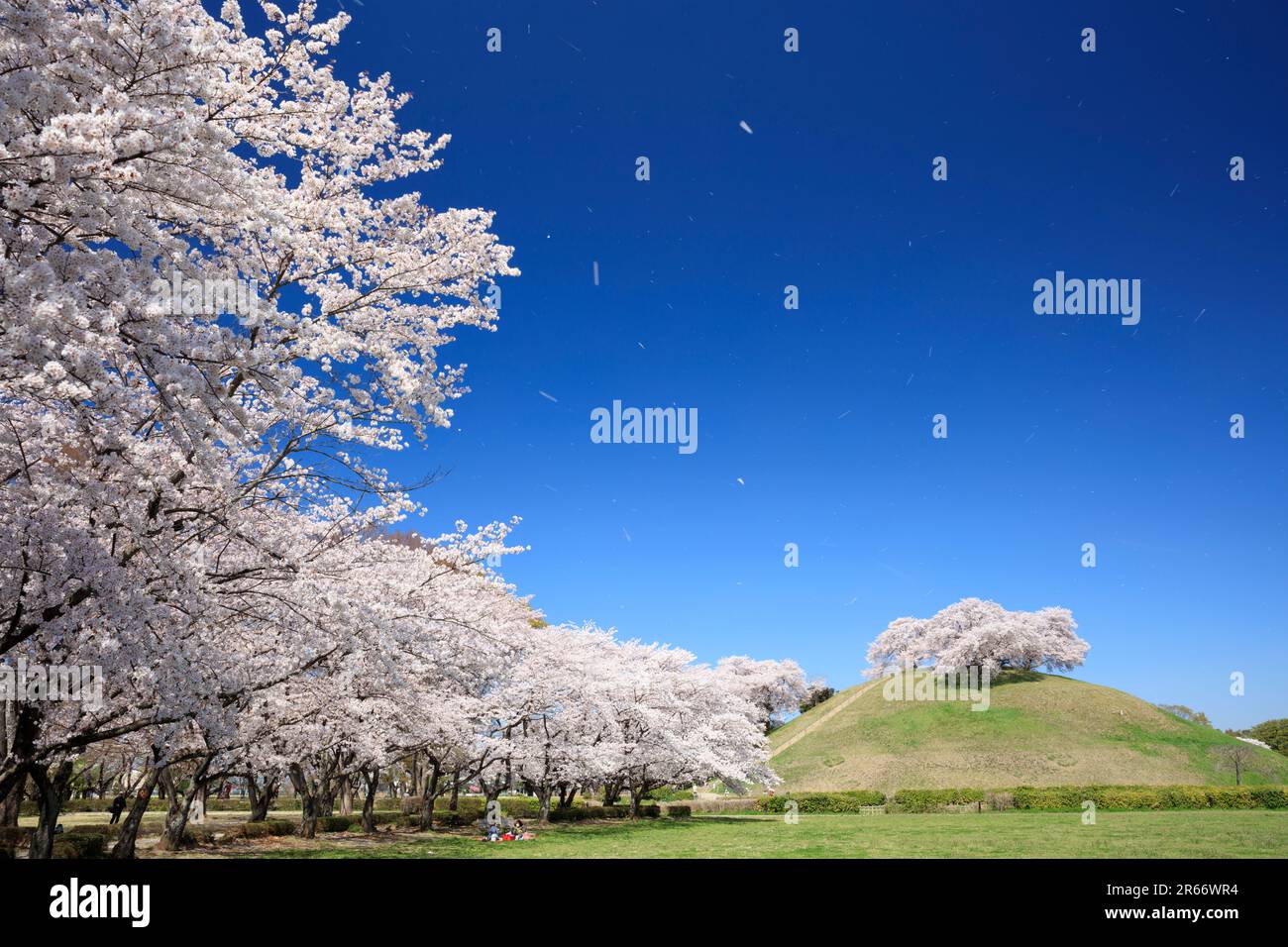 Fiori di ciliegio al tumulo di sepoltura Sakitama Kofun Foto Stock