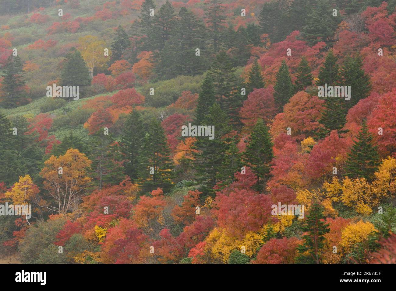 Azuma catena montuosa in autunno, Goshiki-numa degli occhi della strega Foto Stock