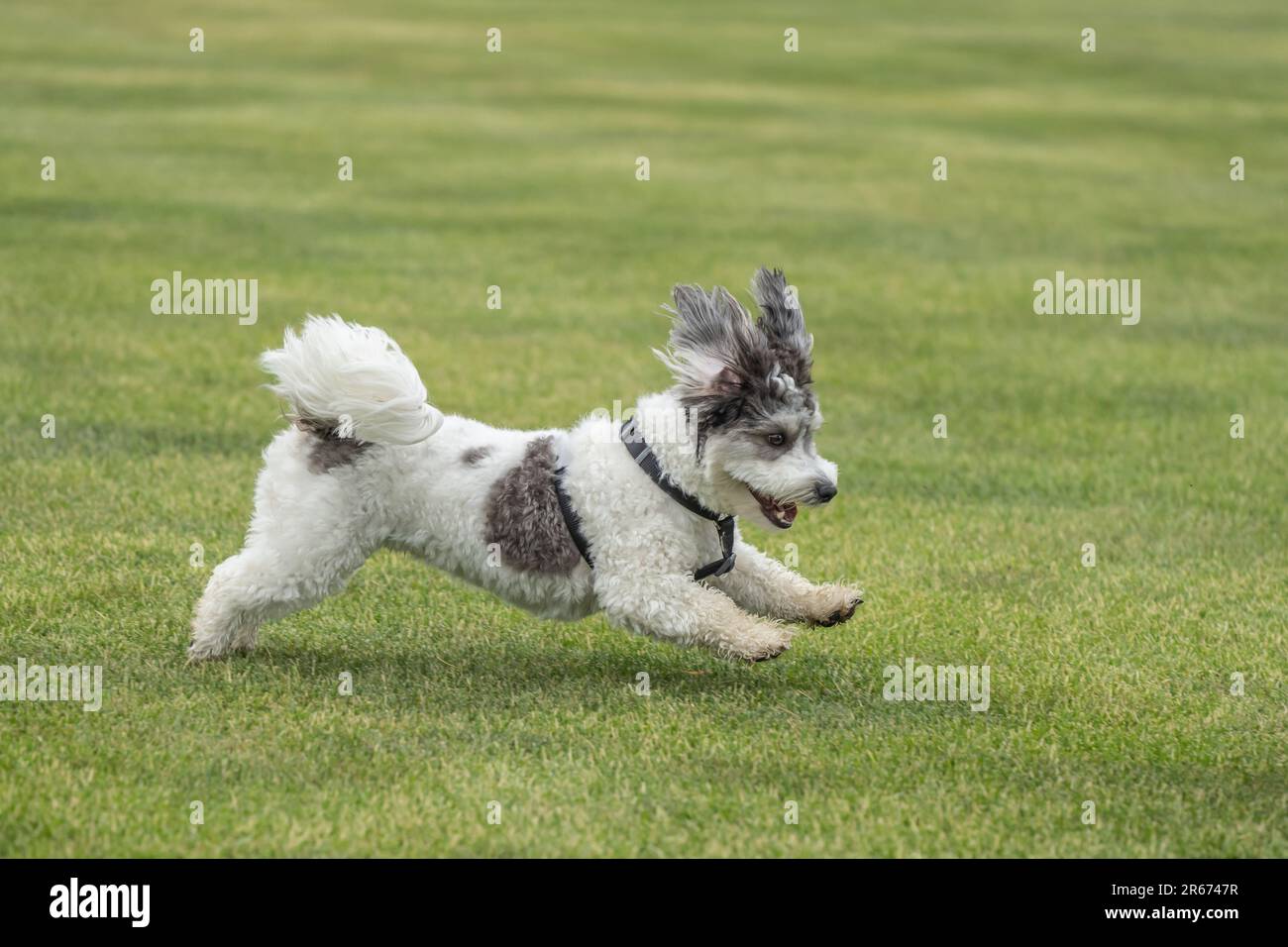 Il cucciolo Havanese bianco e nero con orecchie che infrangono corre su prati verdi Foto Stock