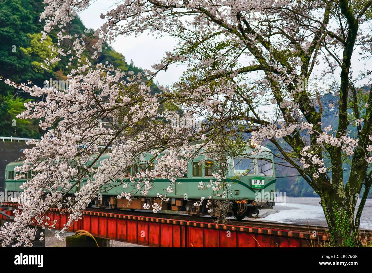 Fiori di ciliegio e Oigawa Railway Series 21000 Foto Stock