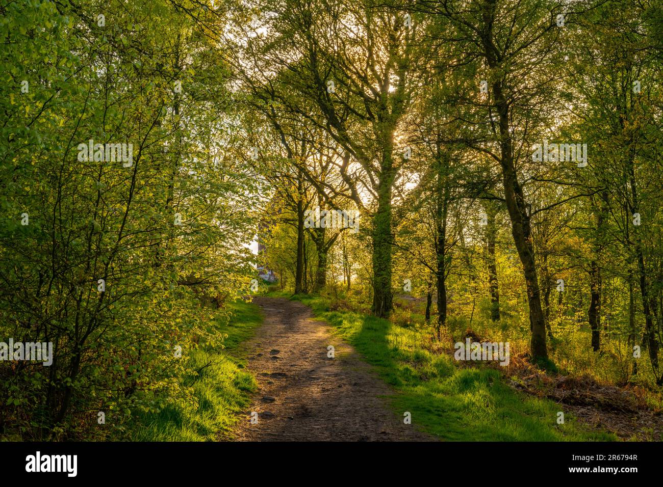 Il bosco intorno al Beacon sopra Penrith Cumbria in una soleggiata tarda serata primaverile Foto Stock