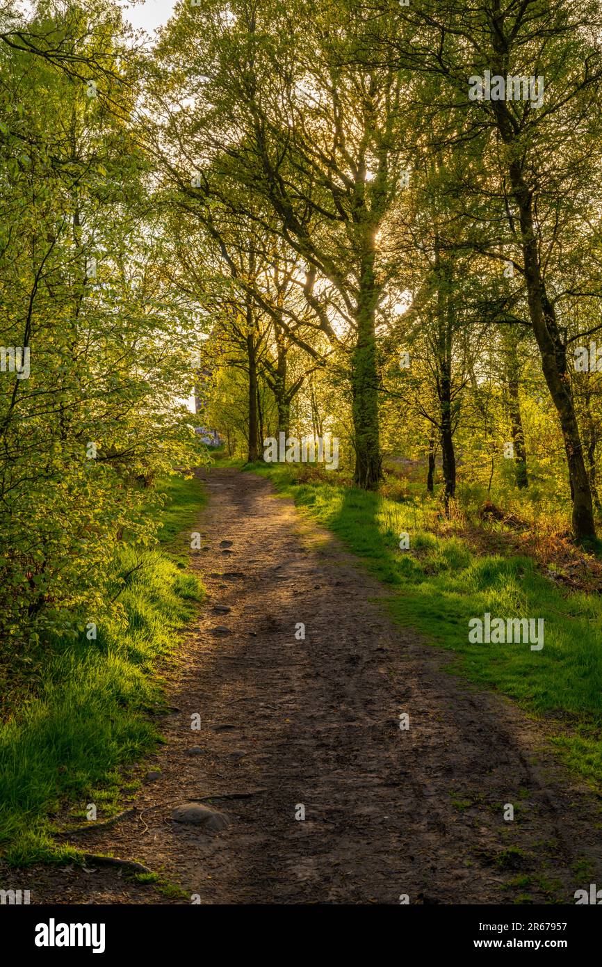 Il bosco intorno al Beacon sopra Penrith Cumbria in una soleggiata tarda serata primaverile Foto Stock