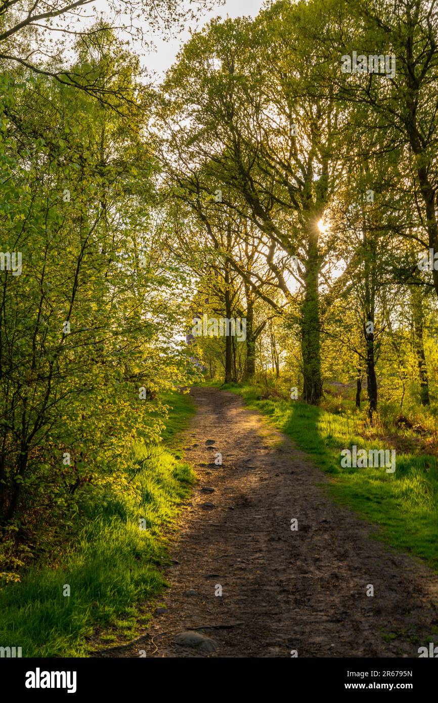 Il bosco intorno al Beacon sopra Penrith Cumbria in una soleggiata tarda serata primaverile Foto Stock