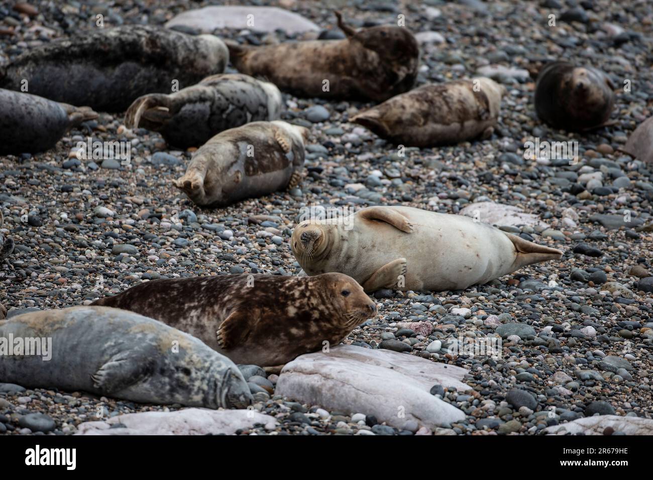 Una colonia di foche grigie e cuccioli di grypus Halichoerus ha trasportato sulla spiaggia di ghiaia durante la stagione di allevamento nel Galles del Nord, Regno Unito Foto Stock