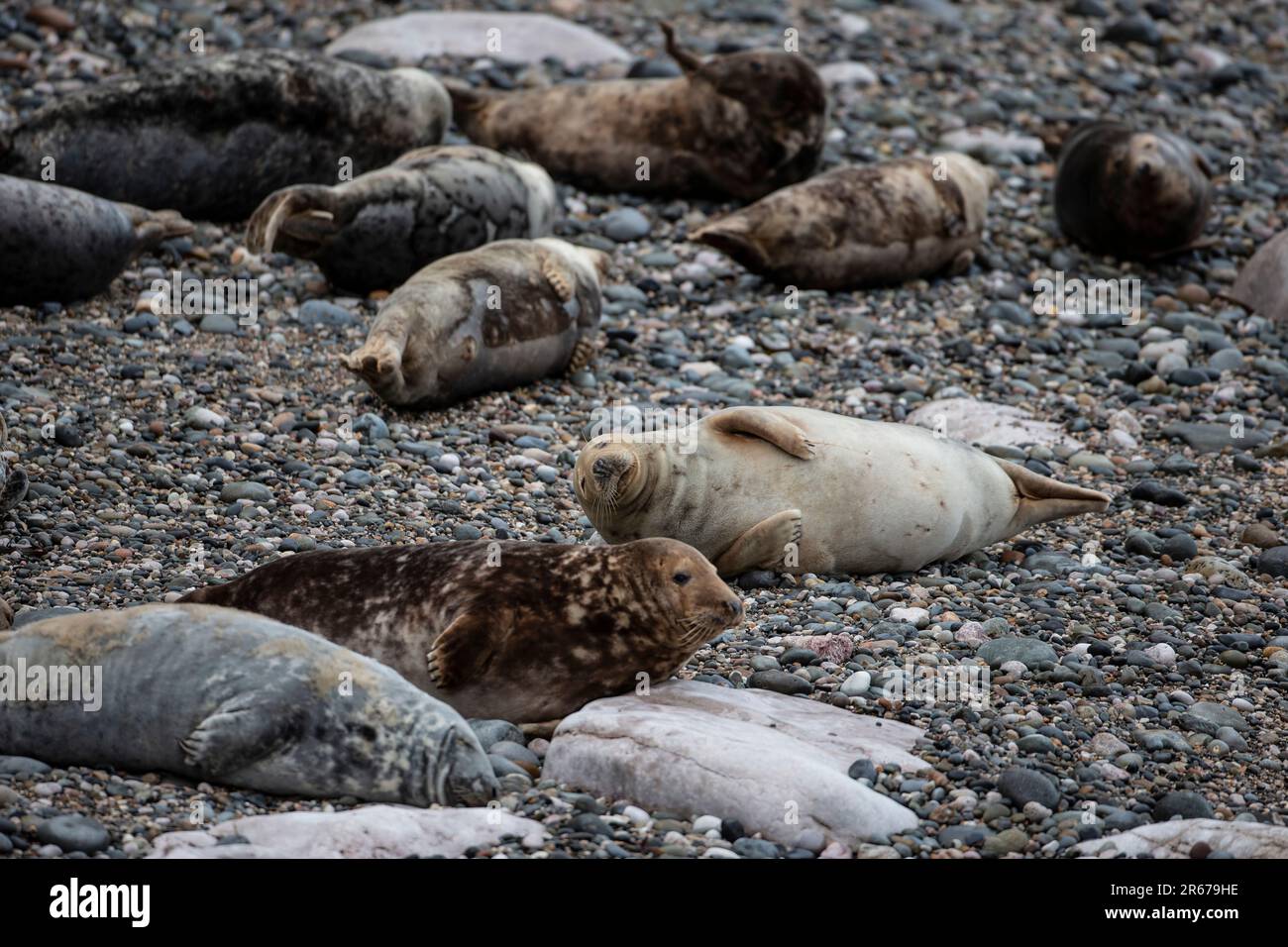 Una colonia di foche grigie e cuccioli di grypus Halichoerus ha trasportato sulla spiaggia di ghiaia durante la stagione di allevamento nel Galles del Nord, Regno Unito Foto Stock