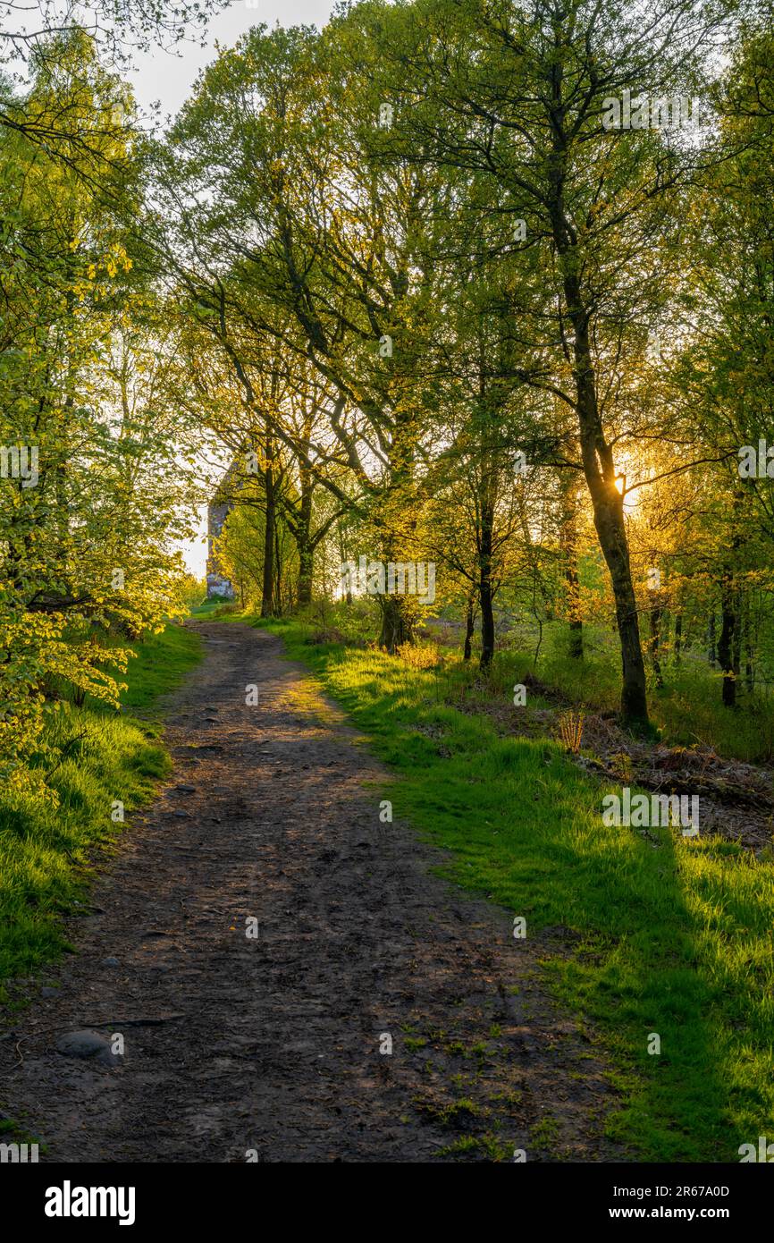 Il bosco intorno al Beacon sopra Penrith Cumbria in una soleggiata tarda serata primaverile Foto Stock
