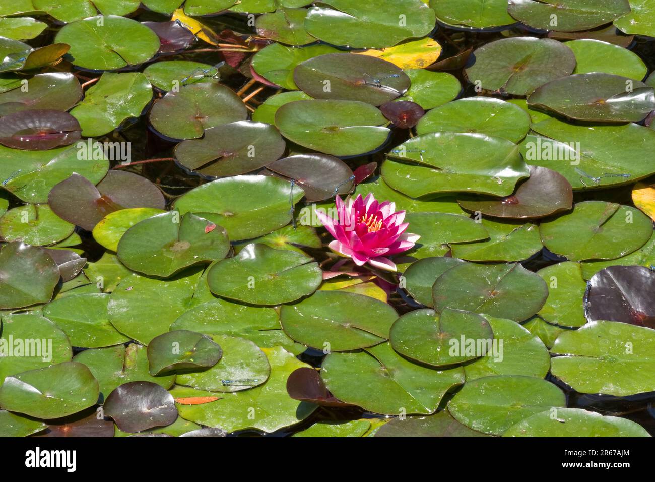 Una pianta esotica di ninfee fiorisce con fiori rossi e foglie verdi che galleggiano su uno stagno in primavera Foto Stock