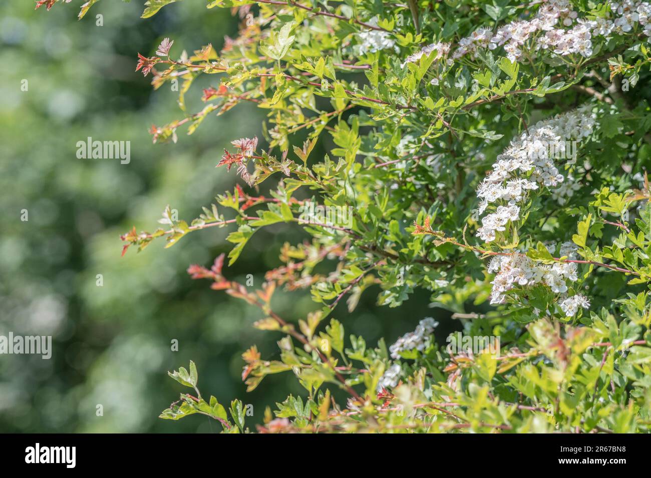 Fiori bianchi di biancospino / Crataegus alla luce del sole. Per le piante della medicina di erbe del Regno Unito che crescono nel selvaggio. In realtà fioritura a metà giugno. Foto Stock