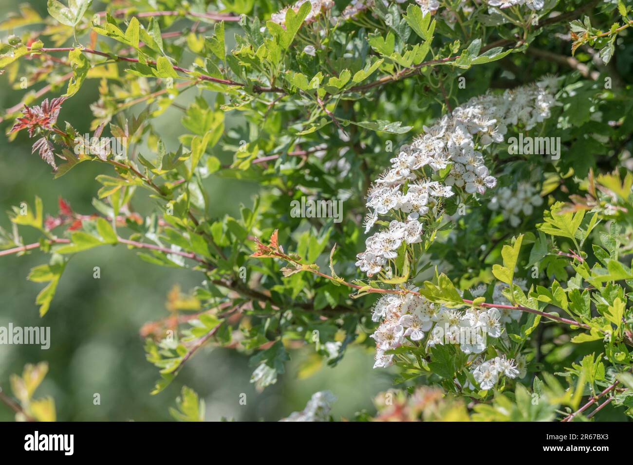 Fiori bianchi di biancospino / Crataegus alla luce del sole. Per le piante della medicina di erbe del Regno Unito che crescono nel selvaggio. In realtà fioritura a metà giugno. Foto Stock