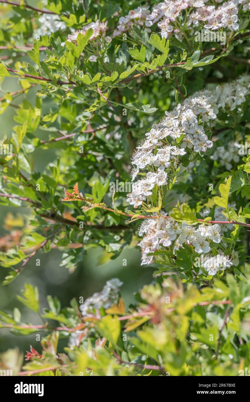 Fiori bianchi di biancospino / Crataegus alla luce del sole. Per le piante della medicina di erbe del Regno Unito che crescono nel selvaggio. In realtà fioritura a metà giugno. Foto Stock