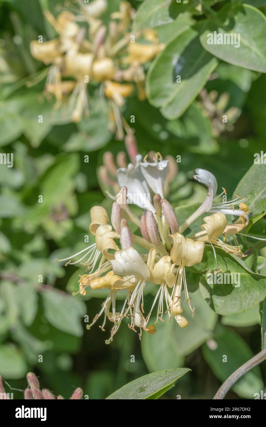 Fiori di Honeysuckle selvatico / Lonicera periclymenum in hedgerow con cielo estivo blu dietro. Pianta medicinale una volta usata in rimedi a base di erbe. Foto Stock