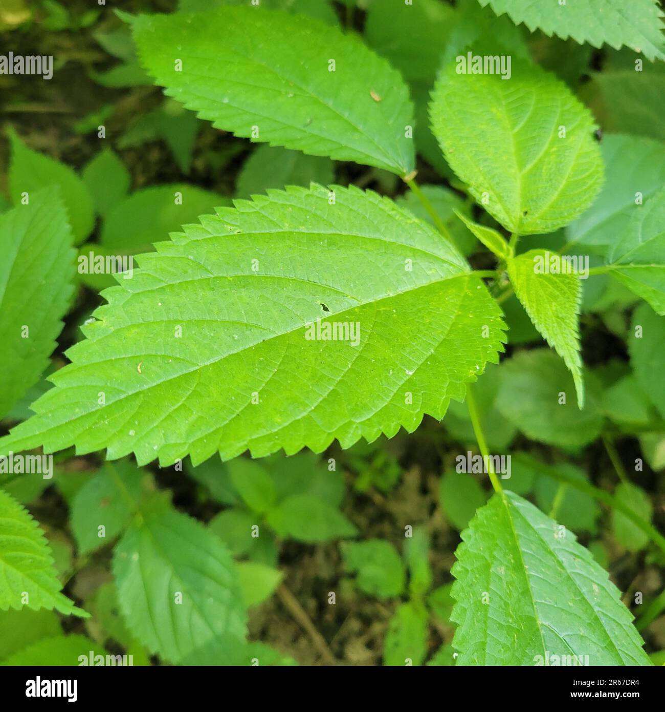Nettle pungente, Nettle di legno, Titch Weed, Laportea canadensis, è un perenne, pianta non legnosa che causa il pungente una volta toccata. Commestibile quando giovane. Foto Stock