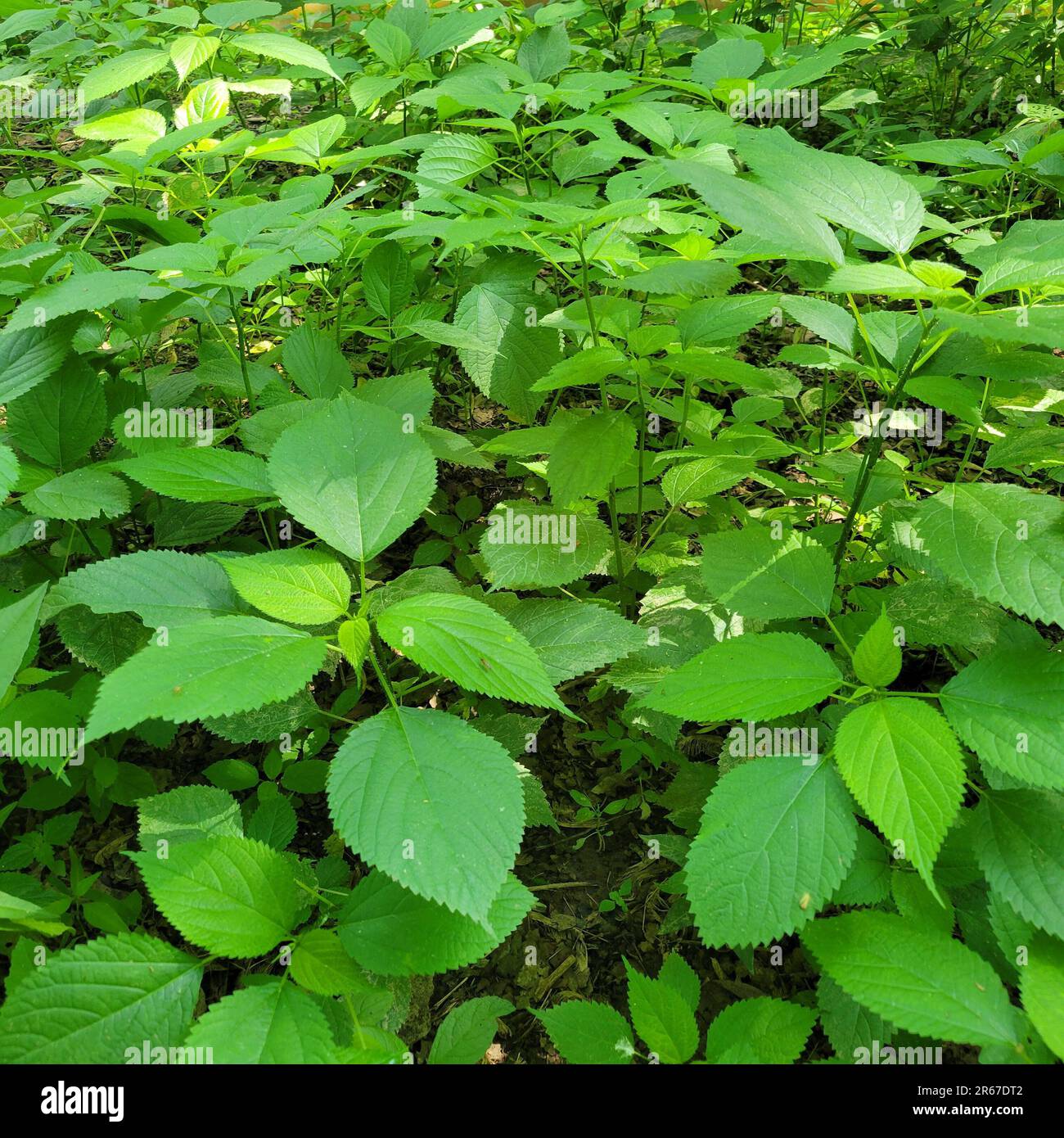 Nettle pungente, Nettle di legno, Titch Weed, Laportea canadensis, è un perenne, pianta non legnosa che causa il pungente una volta toccata. Commestibile quando giovane. Foto Stock