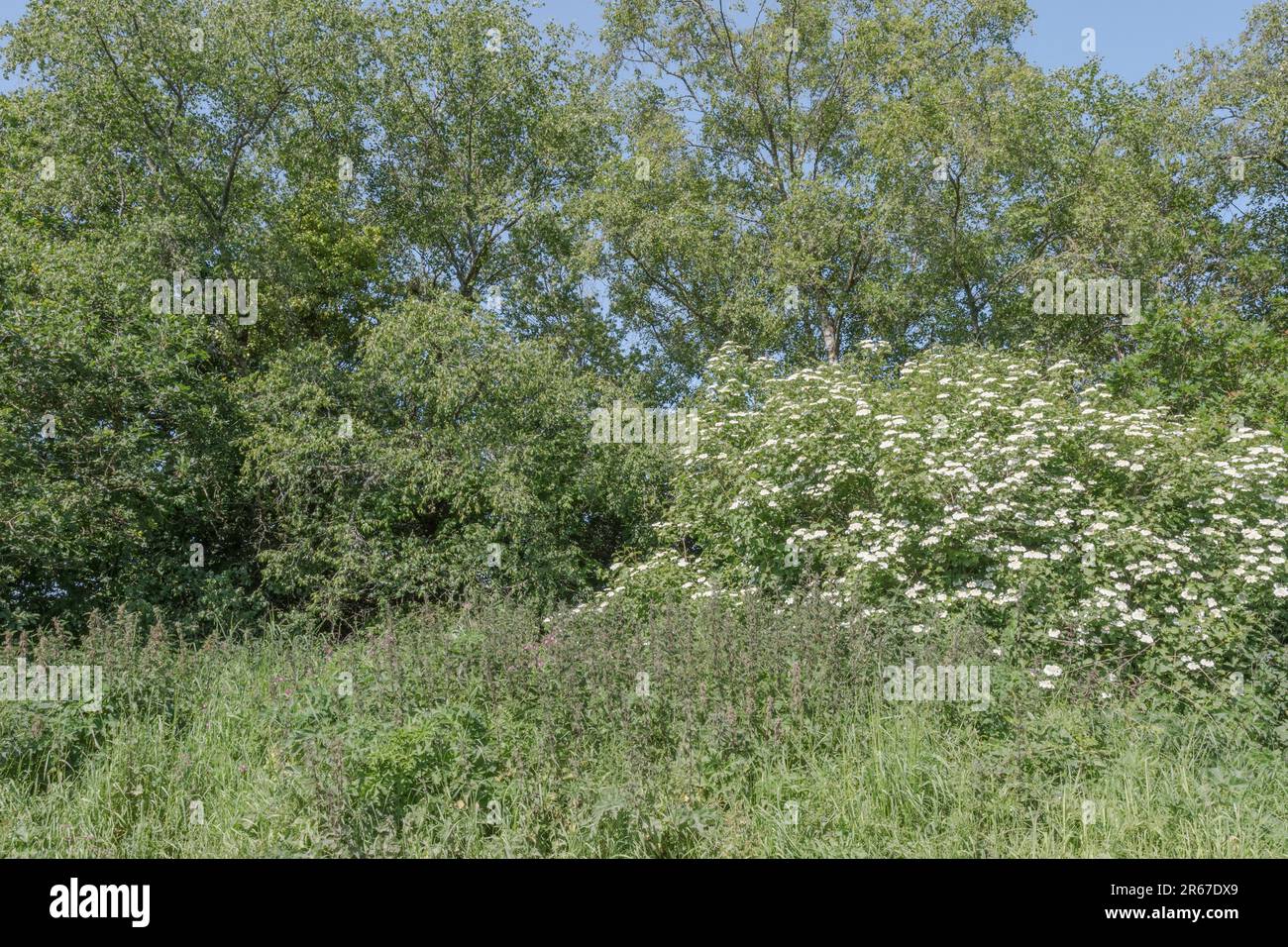 Fioritura Guelder Rosa / Viburnum opulo arbusto crescere in un hedgerow (vedi note). Le bacche possono essere mangiate una volta cucinate ed ex pianta medicinale di erbe. Foto Stock